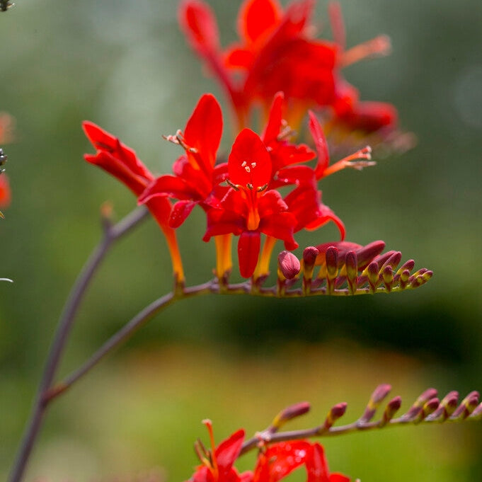 Montbretia-Crocosmia Lucifer 10 -pack